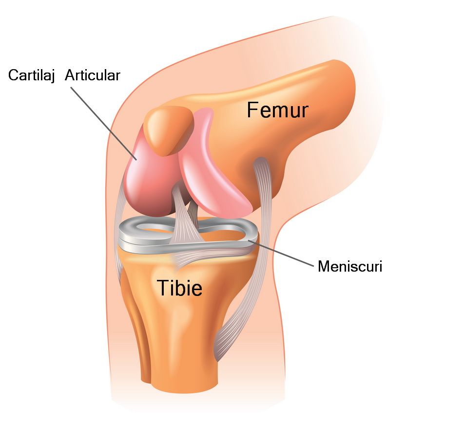 cartilajul articulației genunchiului este șters)